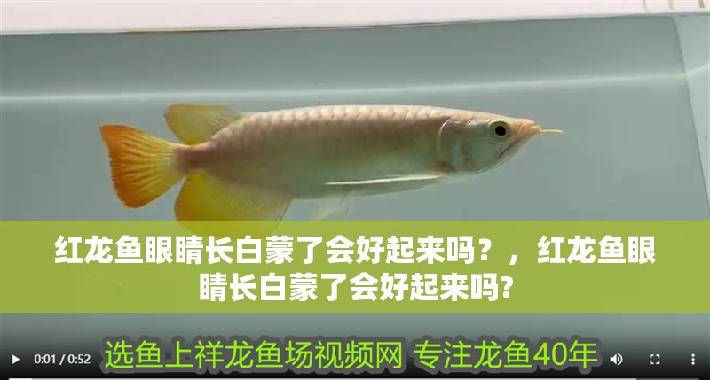 紅龍魚眼睛長白蒙了會好起來嗎？，紅龍魚眼睛長白蒙了會好起來嗎?