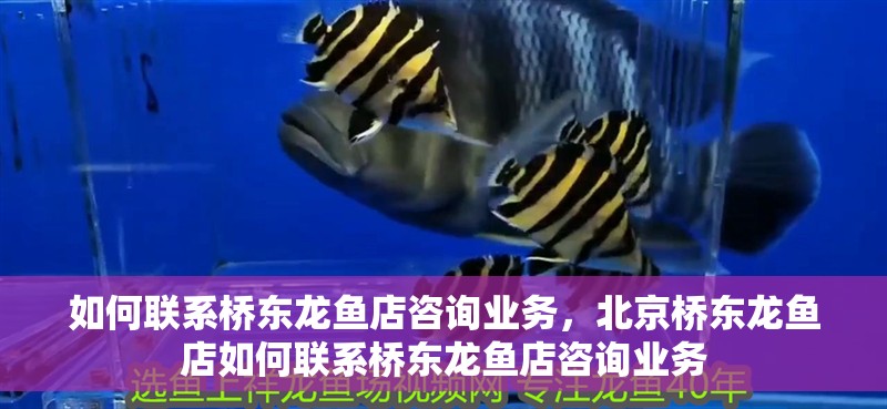 如何聯系橋東龍魚店咨詢業務，北京橋東龍魚店如何聯系橋東龍魚店咨詢業務