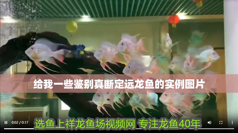 給我一些鑒別真斷定遠(yuǎn)龍魚的實(shí)例圖片