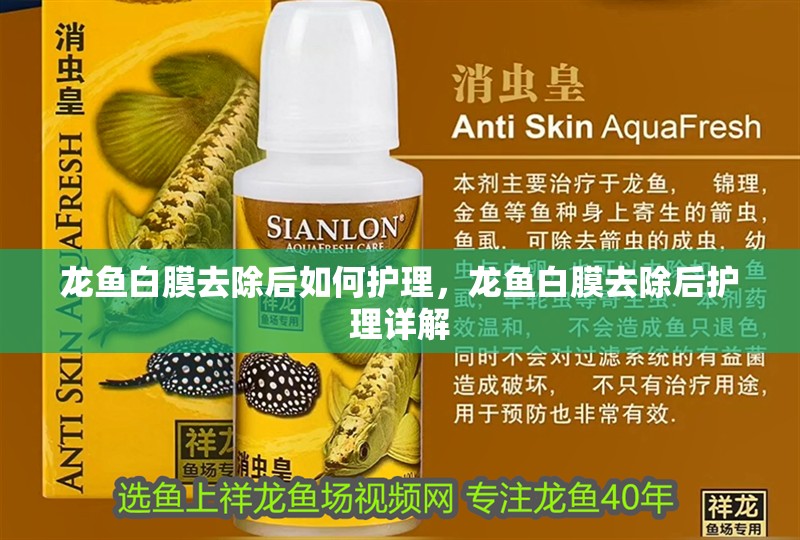 龍魚白膜去除后如何護理，龍魚白膜去除后護理詳解