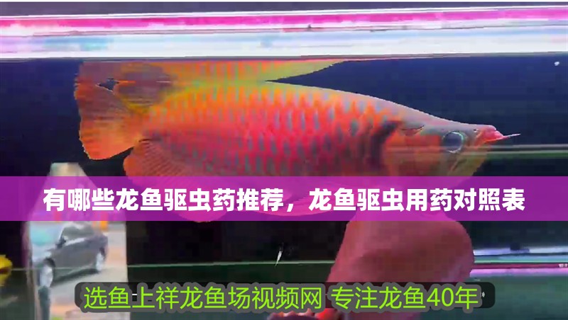 有哪些龍魚驅蟲藥推薦，龍魚驅蟲用藥對照表