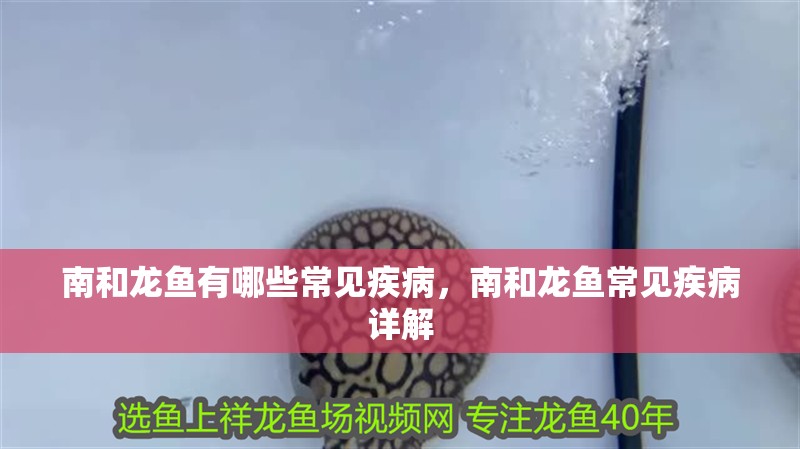 南和龍魚有哪些常見疾病，南和龍魚常見疾病詳解