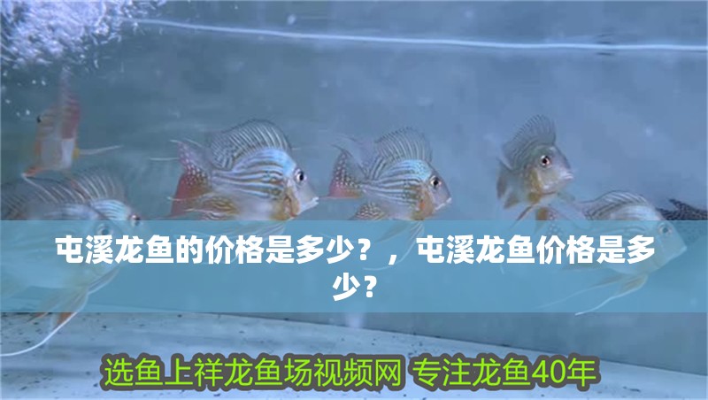 屯溪龍魚的價格是多少？，屯溪龍魚價格是多少？