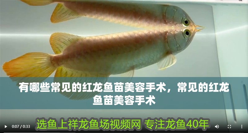 有哪些常見的紅龍魚苗美容手術，常見的紅龍魚苗美容手術