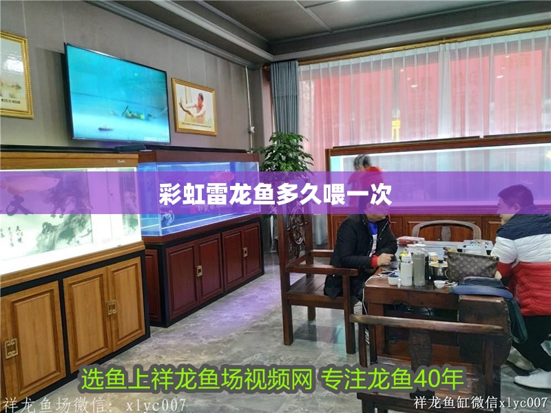 彩虹雷龍魚多久喂一次