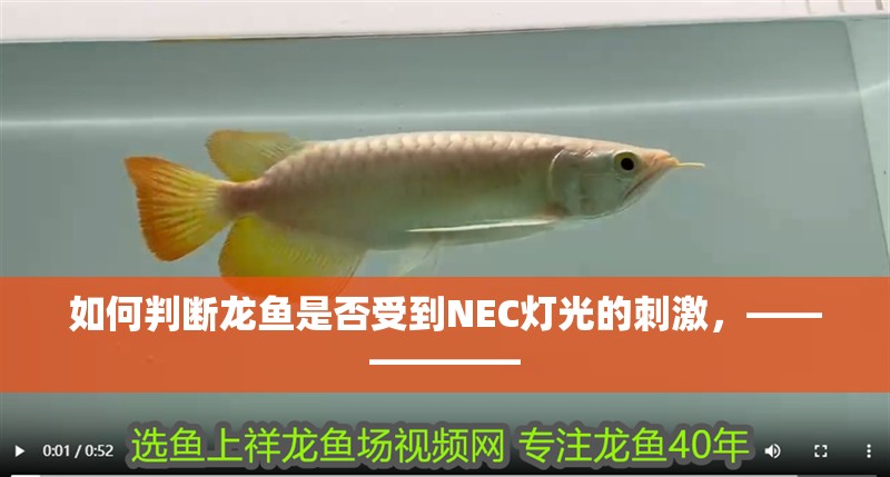 如何判斷龍魚是否受到NEC燈光的刺激，——————