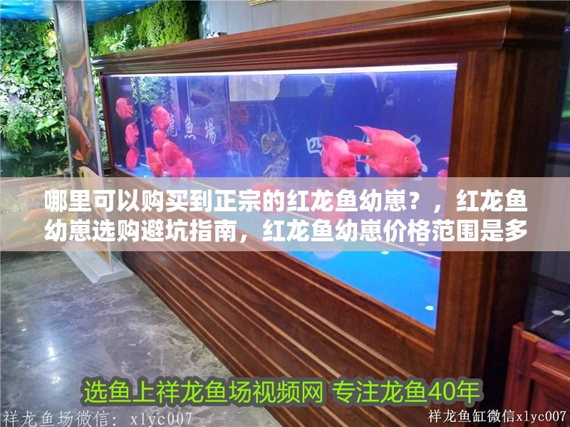 哪里可以購(gòu)買到正宗的紅龍魚幼崽？，紅龍魚幼崽選購(gòu)避坑指南，紅龍魚幼崽價(jià)格范圍是多少