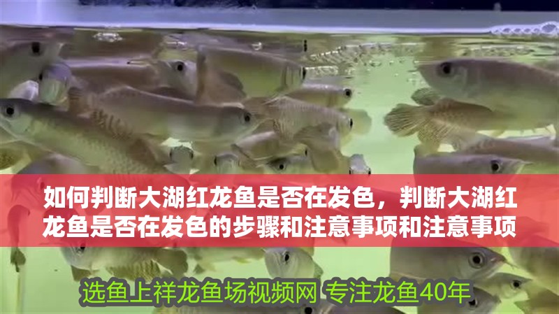 如何判斷大湖紅龍魚是否在發色，判斷大湖紅龍魚是否在發色的步驟和注意事項和注意事項
