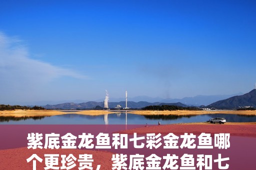 紫底金龍魚和七彩金龍魚哪個更珍貴，紫底金龍魚和七彩金龍魚哪個更珍貴如何鑒別真假紫底金龍魚