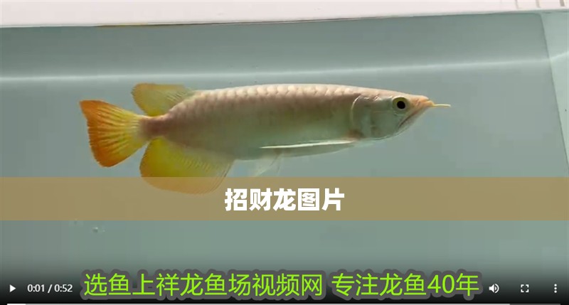招財龍圖片