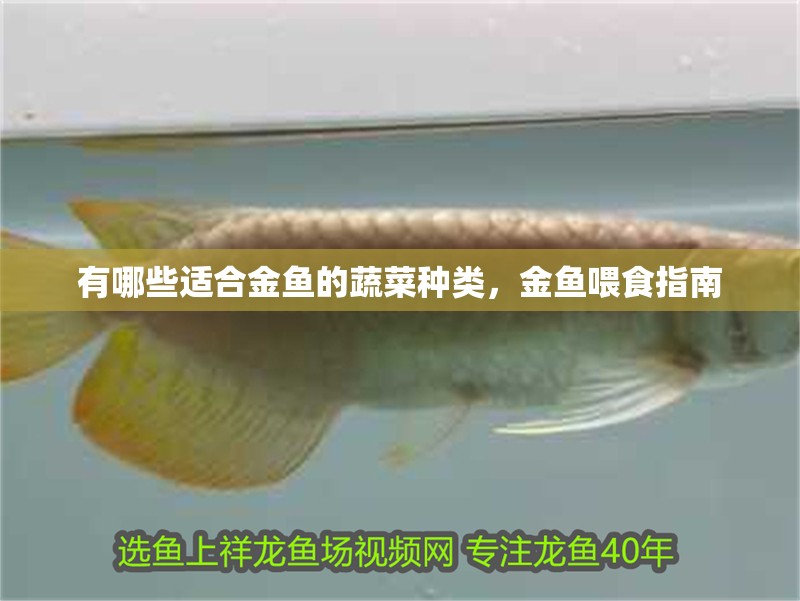 有哪些適合金魚的蔬菜種類，金魚喂食指南