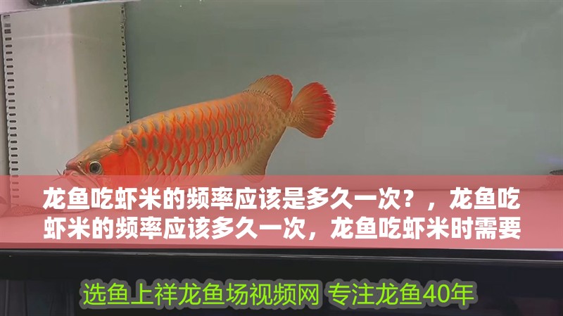 龍魚吃蝦米的頻率應該是多久一次？，龍魚吃蝦米的頻率應該多久一次，龍魚吃蝦米時需要注意什么