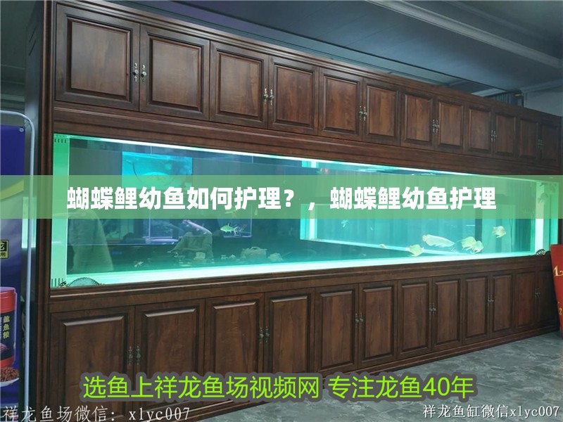 蝴蝶鯉幼魚如何護(hù)理？，蝴蝶鯉幼魚護(hù)理