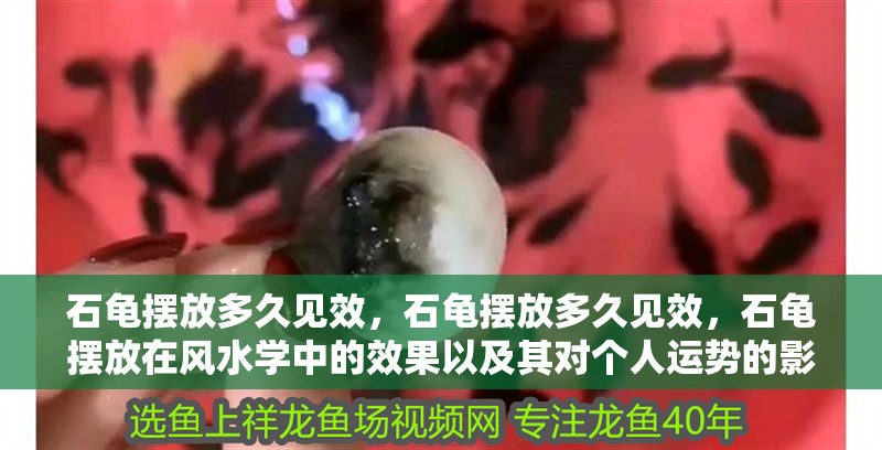 石龜擺放多久見效，石龜擺放多久見效，石龜擺放在風水學中的效果以及其對個人運勢的影響