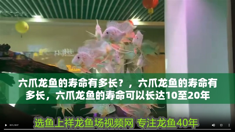 六爪龍魚的壽命有多長？，六爪龍魚的壽命有多長，六爪龍魚的壽命可以長達10至20年