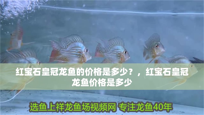 紅寶石皇冠龍魚的價格是多少？，紅寶石皇冠龍魚價格是多少