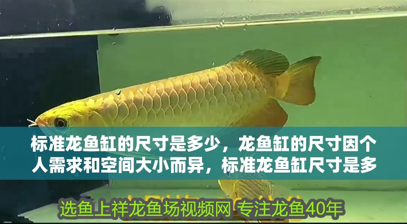 標準龍魚缸的尺寸是多少，龍魚缸的尺寸因個人需求和空間大小而異，標準龍魚缸尺寸是多少
