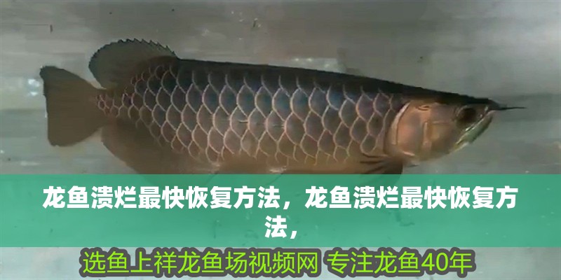 龍魚潰爛最快恢復方法，龍魚潰爛最快恢復方法，