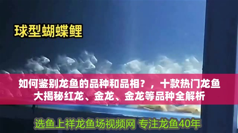 如何鑒別龍魚的品種和品相？，十款熱門龍魚大揭秘紅龍、金龍、金龍等品種全解析