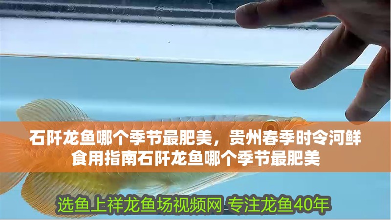 石阡龍魚哪個(gè)季節(jié)最肥美，貴州春季時(shí)令河鮮食用指南石阡龍魚哪個(gè)季節(jié)最肥美