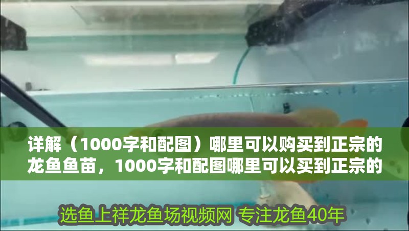 詳解（1000字和配圖）哪里可以購買到正宗的龍魚魚苗，1000字和配圖哪里可以買到正宗的龍魚魚苗