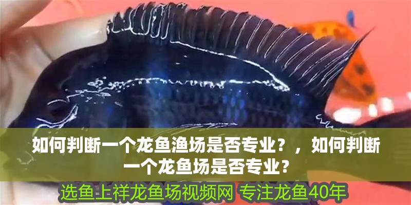 如何判斷一個龍魚漁場是否專業(yè)？，如何判斷一個龍魚場是否專業(yè)？