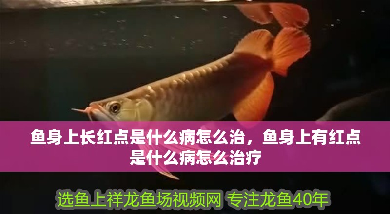 魚身上長紅點是什么病怎么治，魚身上有紅點是什么病怎么治療