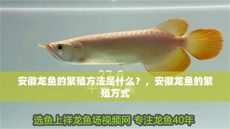 安徽龍魚的繁殖方法是什么？，安徽龍魚的繁殖方式
