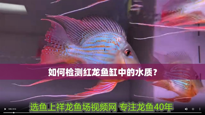 如何檢測(cè)紅龍魚(yú)缸中的水質(zhì)？