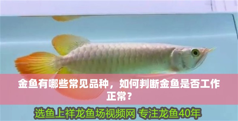 金魚有哪些常見品種，如何判斷金魚是否工作正常？