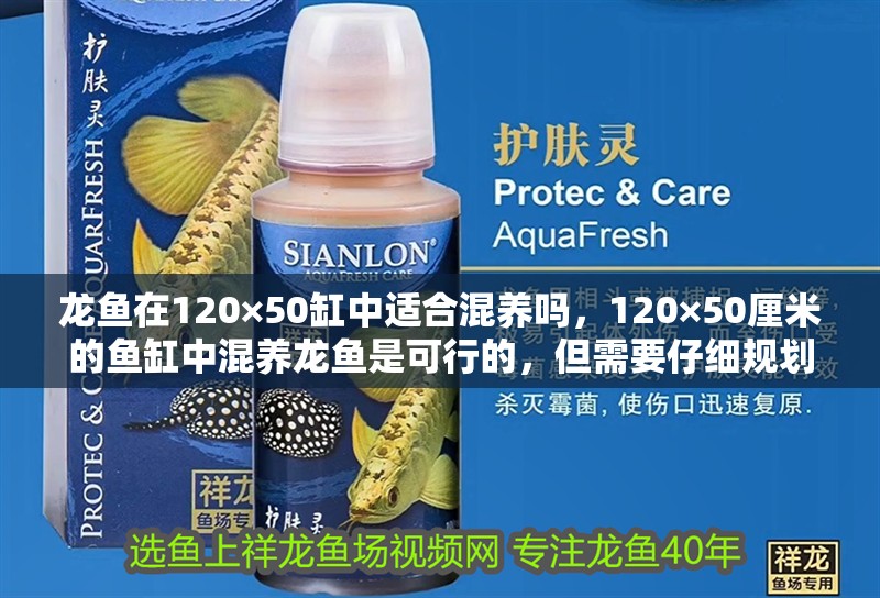 龍魚在120×50缸中適合混養嗎，120×50厘米的魚缸中混養龍魚是可行的，但需要仔細規劃以確保所有魚類都能和諧共存