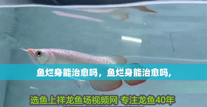 魚爛身能治愈嗎，魚爛身能治愈嗎,