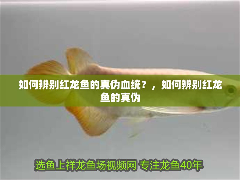 如何辨別紅龍魚的真偽血統？，如何辨別紅龍魚的真偽