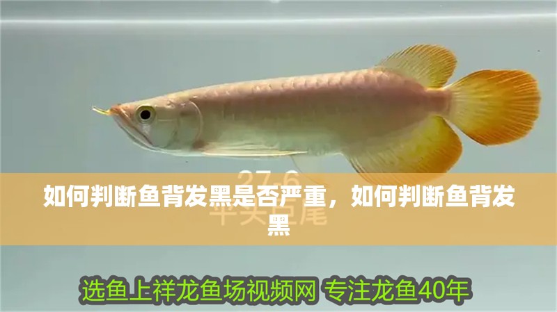 如何判斷魚背發黑是否嚴重，如何判斷魚背發黑
