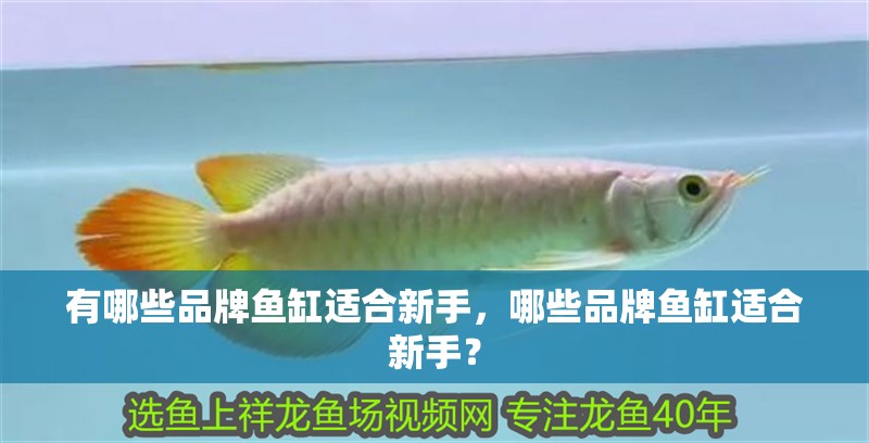 有哪些品牌魚缸適合新手，哪些品牌魚缸適合新手？