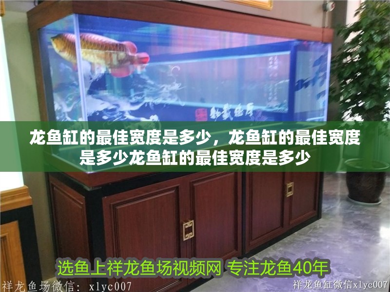 龍魚缸的最佳寬度是多少，龍魚缸的最佳寬度是多少龍魚缸的最佳寬度是多少