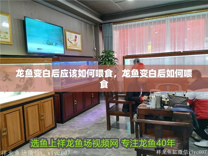 龍魚變白后應該如何喂食，龍魚變白后如何喂食