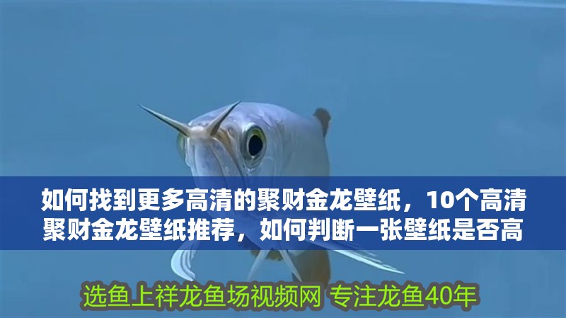 如何找到更多高清的聚財金龍壁紙，10個高清聚財金龍壁紙推薦，如何判斷一張壁紙是否高清