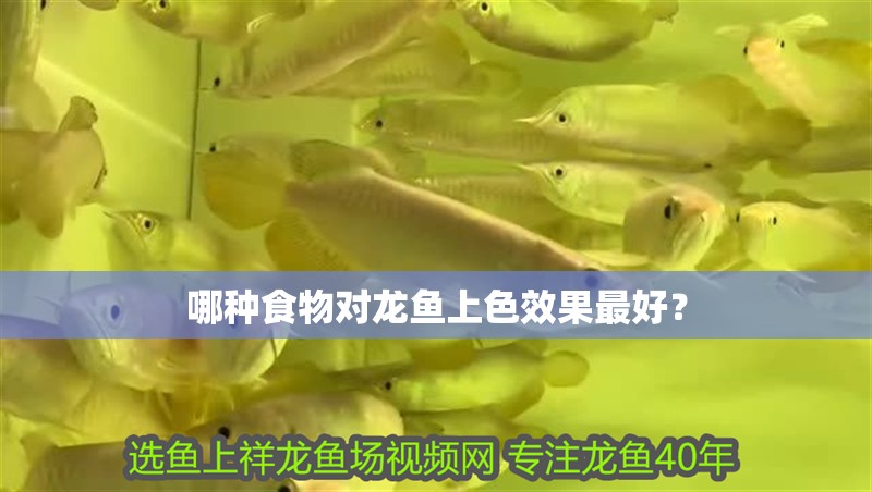 哪種食物對龍魚上色效果最好？