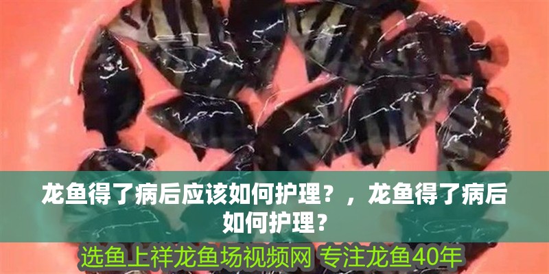龍魚得了病后應該如何護理？，龍魚得了病后如何護理？