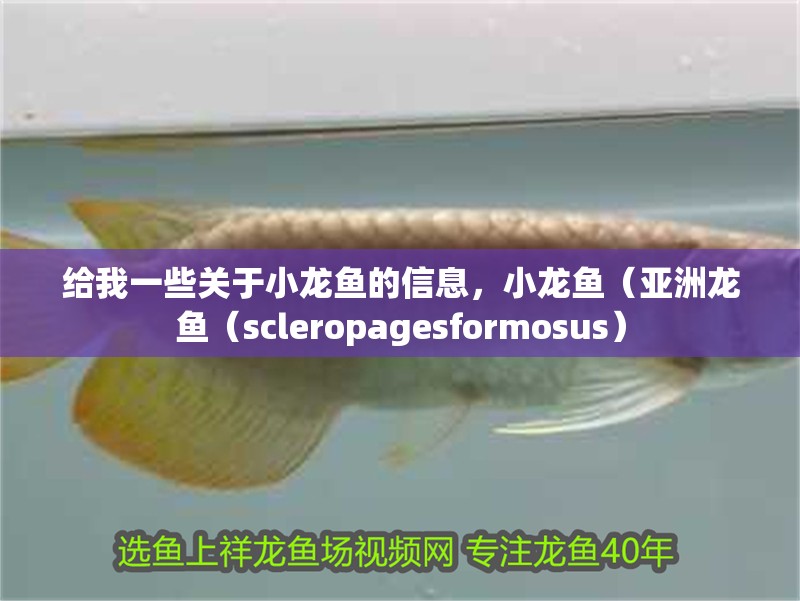 給我一些關(guān)于小龍魚的信息，小龍魚（亞洲龍魚（scleropagesformosus）