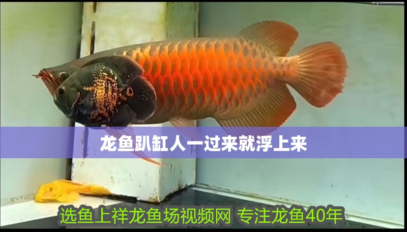 龍魚趴缸人一過來就浮上來