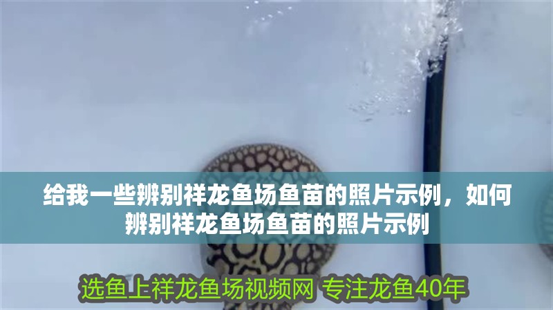 給我一些辨別祥龍魚場魚苗的照片示例，如何辨別祥龍魚場魚苗的照片示例