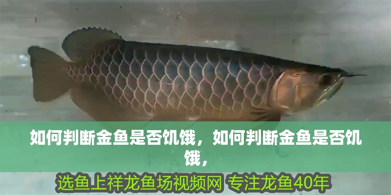 如何判斷金魚是否饑餓，如何判斷金魚是否饑餓，