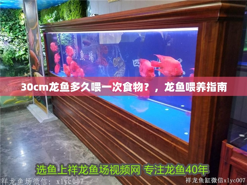 30cm龍魚多久喂一次食物？，龍魚喂養指南