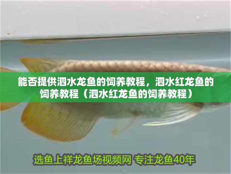 能否提供泗水龍魚的飼養(yǎng)教程，泗水紅龍魚的飼養(yǎng)教程（泗水紅龍魚的飼養(yǎng)教程）