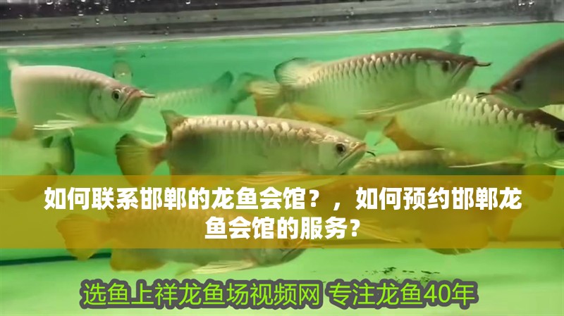 如何聯系邯鄲的龍魚會館？，如何預約邯鄲龍魚會館的服務？