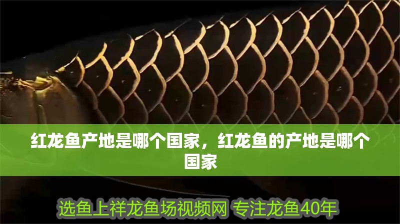紅龍魚產(chǎn)地是哪個(gè)國家，紅龍魚的產(chǎn)地是哪個(gè)國家