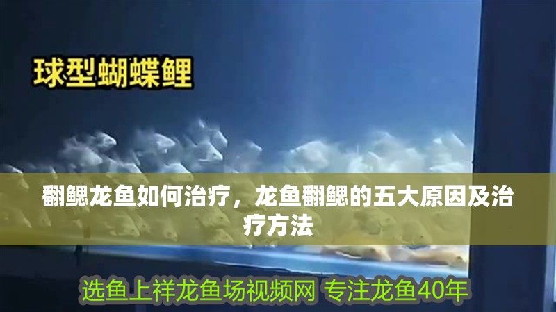 翻鰓龍魚如何治療，龍魚翻鰓的五大原因及治療方法