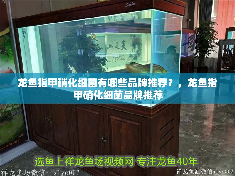 龍魚指甲硝化細(xì)菌有哪些品牌推薦？，龍魚指甲硝化細(xì)菌品牌推薦
